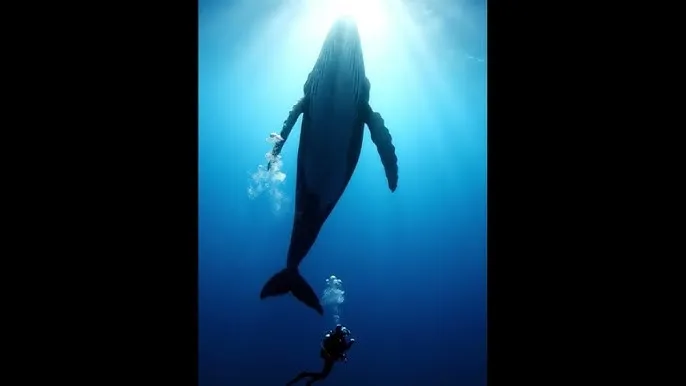 床上做暧暧视频免费 - 深蓝星球：探索海洋深处的未知世界